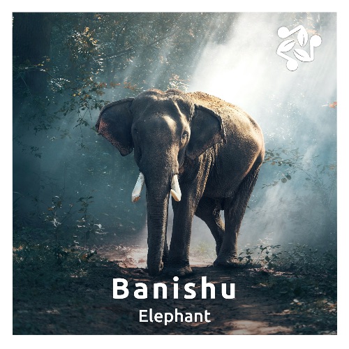 Cover art for the track 'Elephant' by Banishu