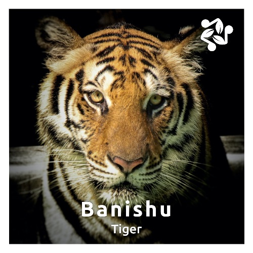 Cover art for the track 'Tiger' by Banishu